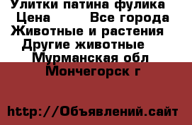 Улитки патина фулика › Цена ­ 10 - Все города Животные и растения » Другие животные   . Мурманская обл.,Мончегорск г.